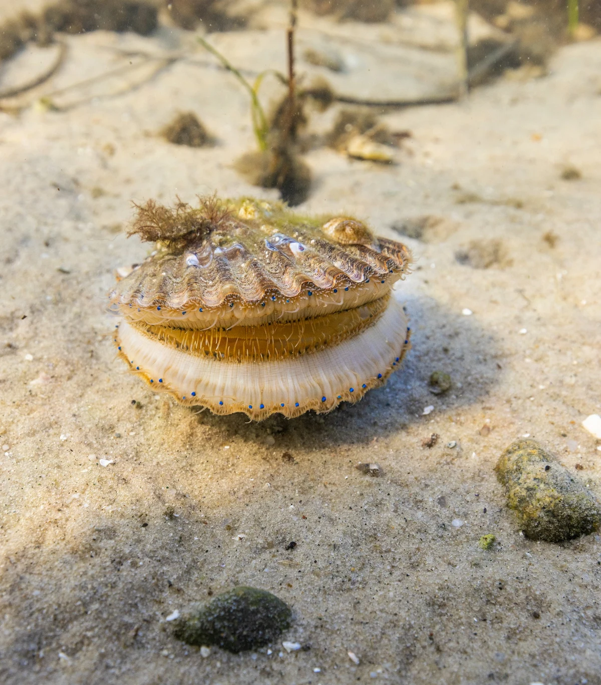 A live Bay Scallop resting on the sandy seabed, with its blue eyes visible along the shell