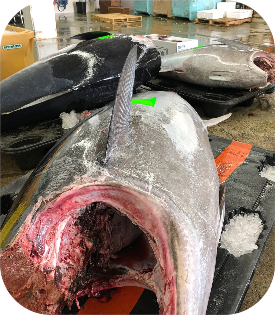 Whole Bluefin Tuna at Red’s Best’s seafood facility