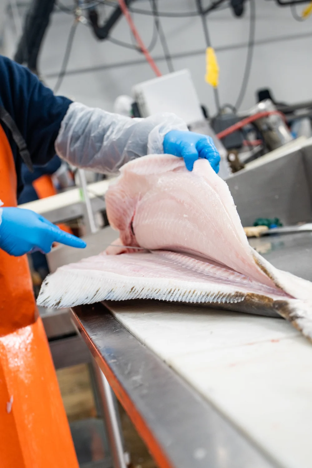 A Red’s Best team member filleting a whole halibut