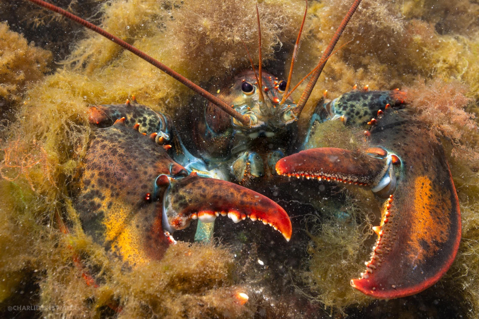 A lobster sheltering among seaweed and rocks in its natural underwater habitat