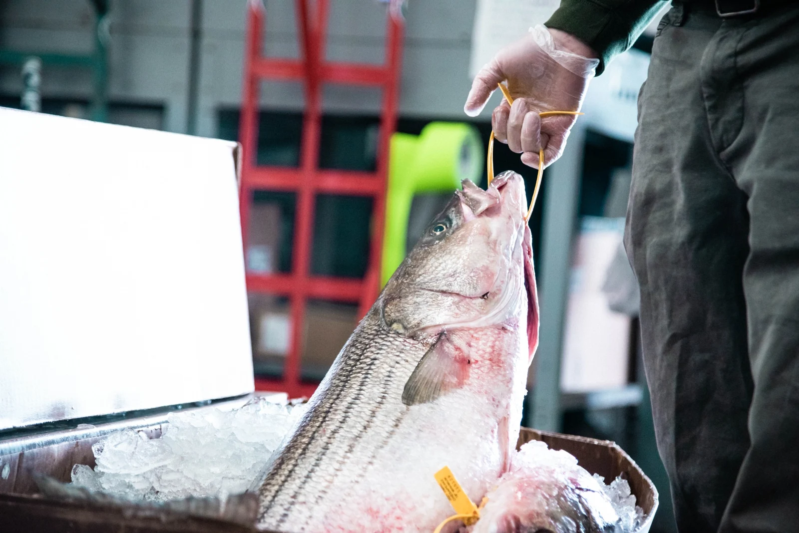 A gloved hand holding a tagged Striped Bass over a box of iced fish